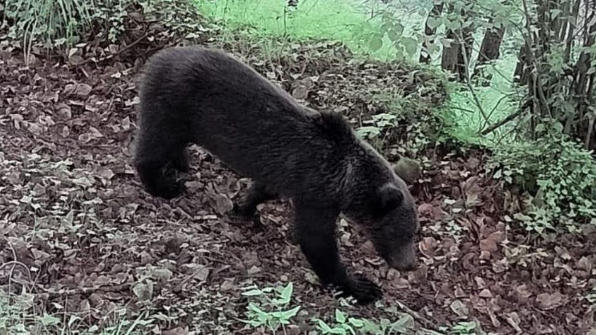 Los osos se acercan a Oviedo atraídos por las colmenas de entornos forestales