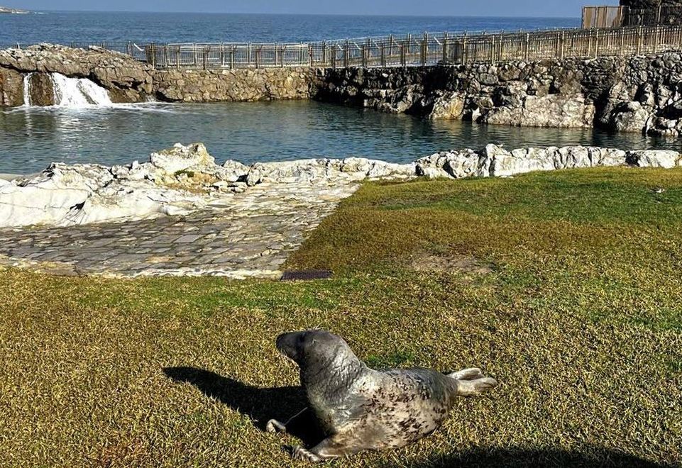Una foca en el minizoo de La Magdalena, en 2026.