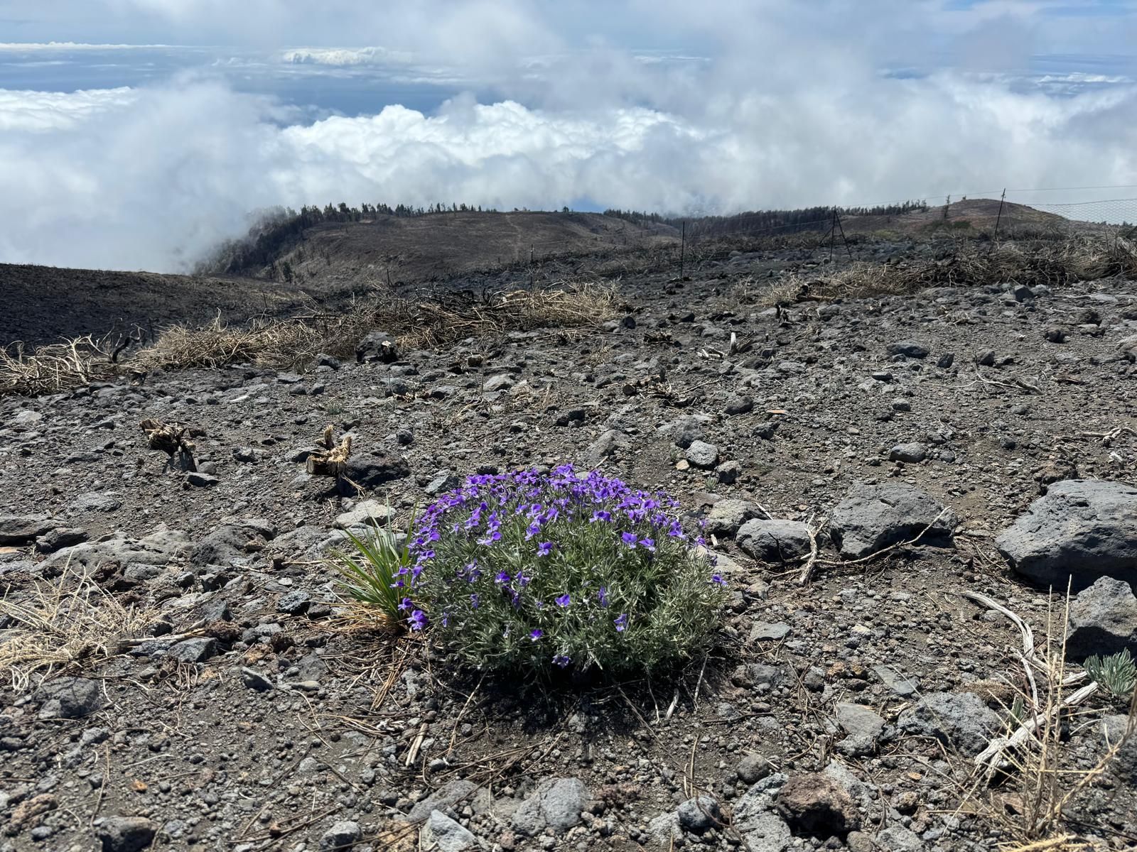 Una violeta que no se quemó junto al Roque Palmero.
