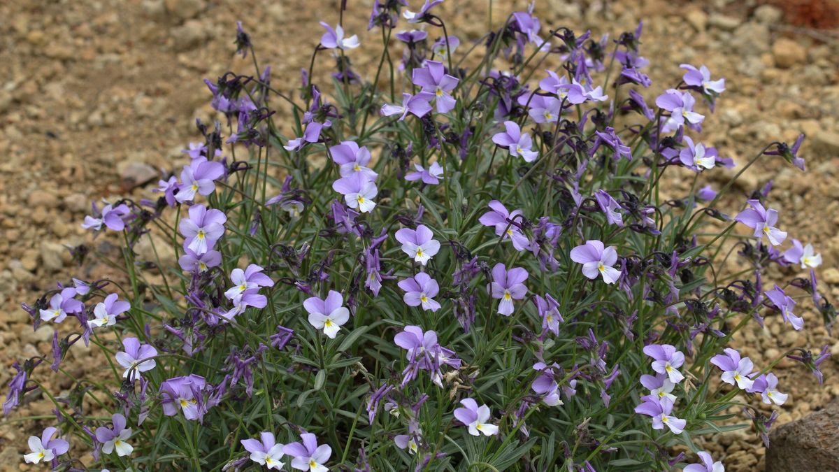 Dos siglos después de Humboldt, la violeta del Teide se enfrenta a su límite de persistencia