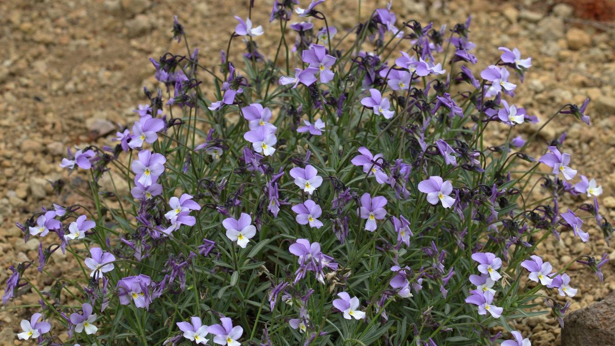 Dos siglos después de Humboldt, la violeta del Teide se enfrenta a su límite de persistencia