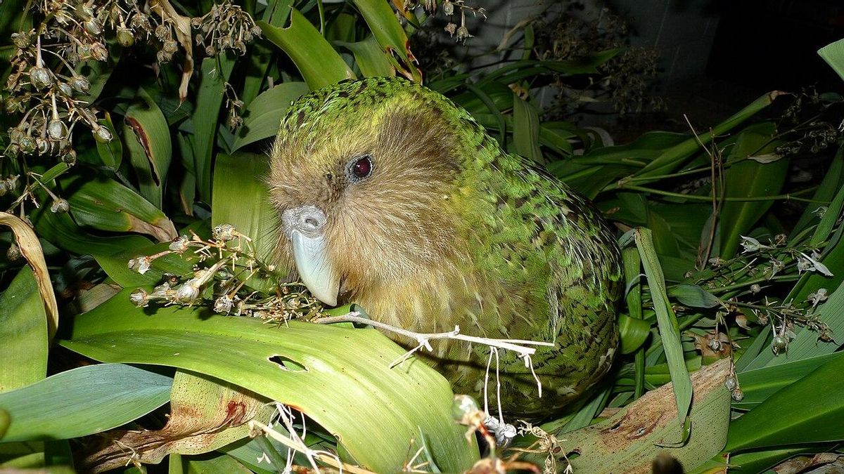 Un nuevo récord de natalidad salva al loro más pesado del mundo de la extinción