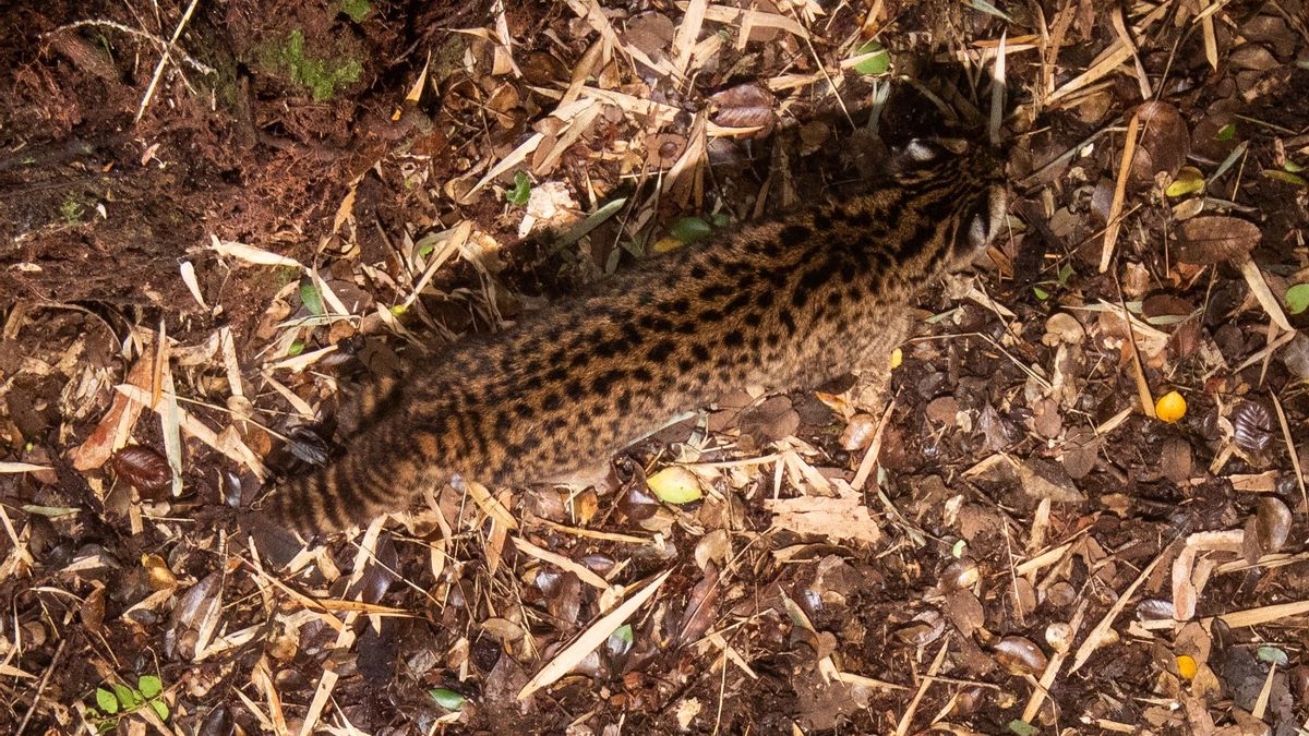 La toma cenital permitió a los investigadores obtener imágenes nítidas de los lomos con marcas distintivas de la güiña. Esta técnica podría utilizarse para estimar la densidad de población en toda la zona de distribución de este pequeño felino. Foto: cortesía Eduardo Minte
