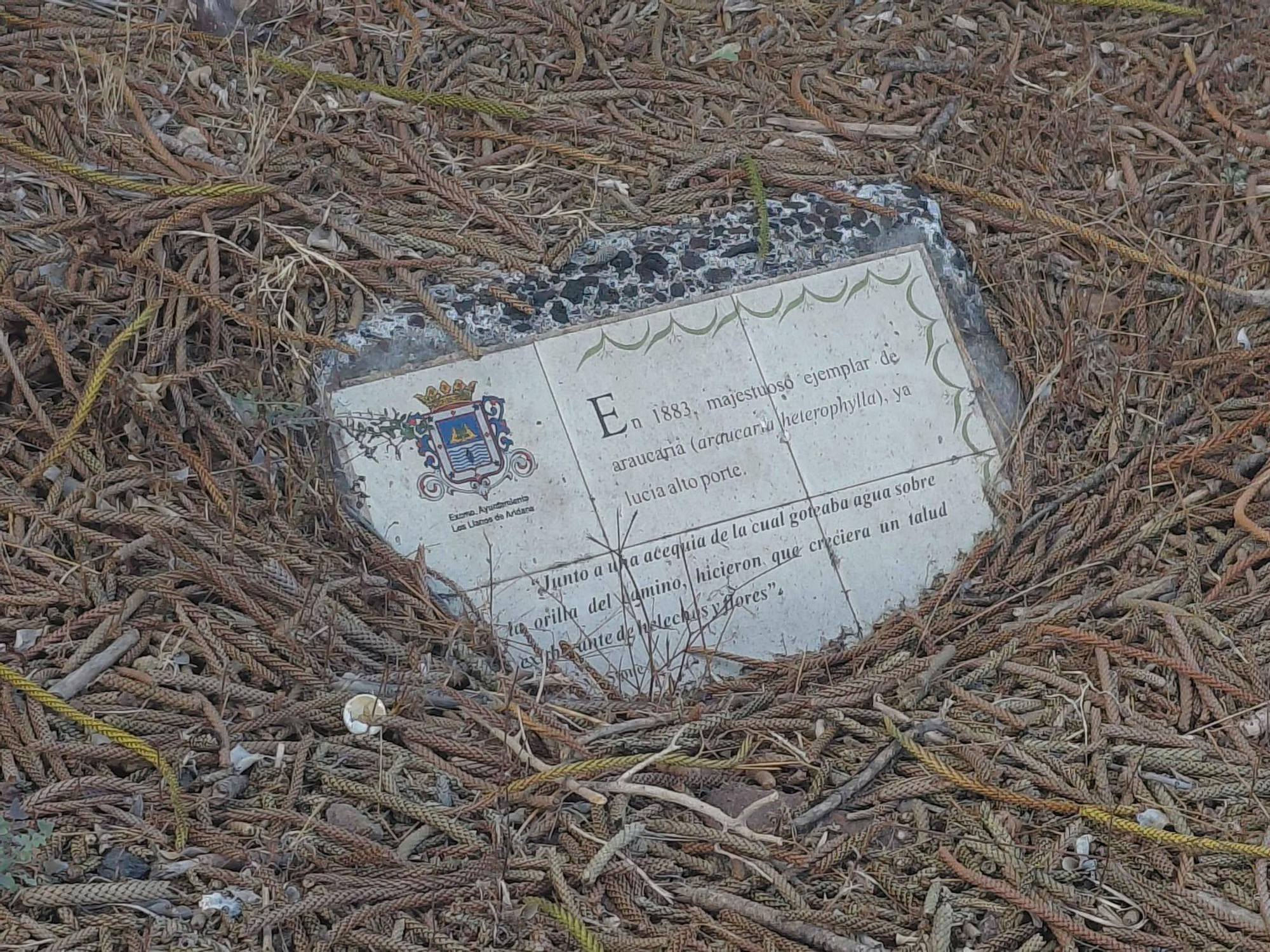 Falta de mantenimiento en la araucaria de Argual. MVH