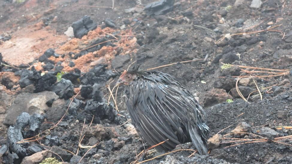 Efectos del incendio en la Cruz de Tejeda. (ÁNGEL SARMIENTO)