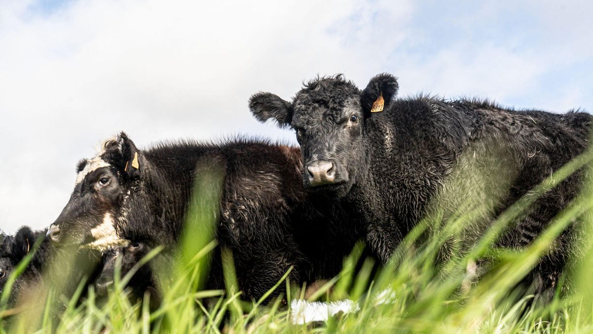 Ganado Angus en la finca Rincón del Sauce, en el departamento de Florida, en el sur de Uruguay. Los árboles de yerba mate del país desaparecieron debido a factores como el auge de la ganadería, tanto por el uso de la tierra como por el gusto de las vacas por las hojas amargas de yerba, señala el ingeniero agrícola Raúl Nin.