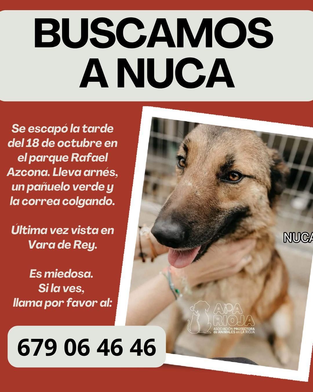 Nuca, perra extraviada