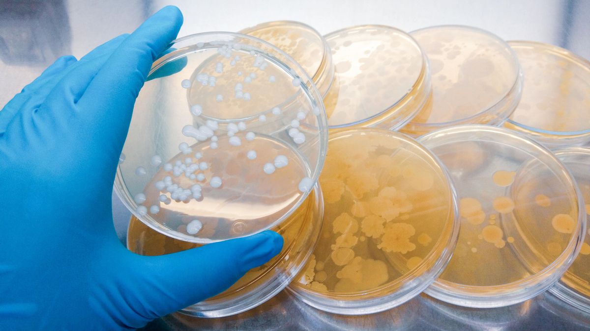 Primer plano de una placa de Petri para comprobar un antibiótico en el laboratorio