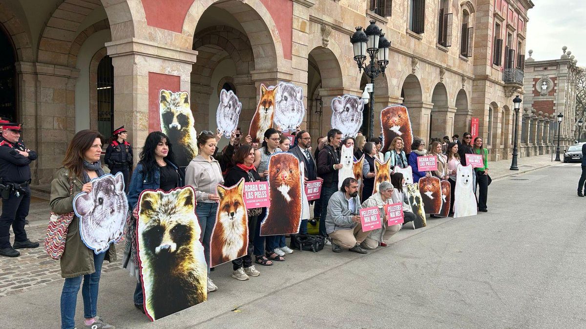 'Acaba con las pieles': el fin de las granjas peleteras llega al Parlament de Catalunya