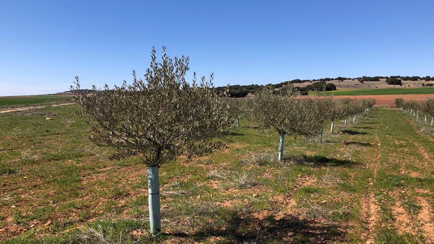 Olivos