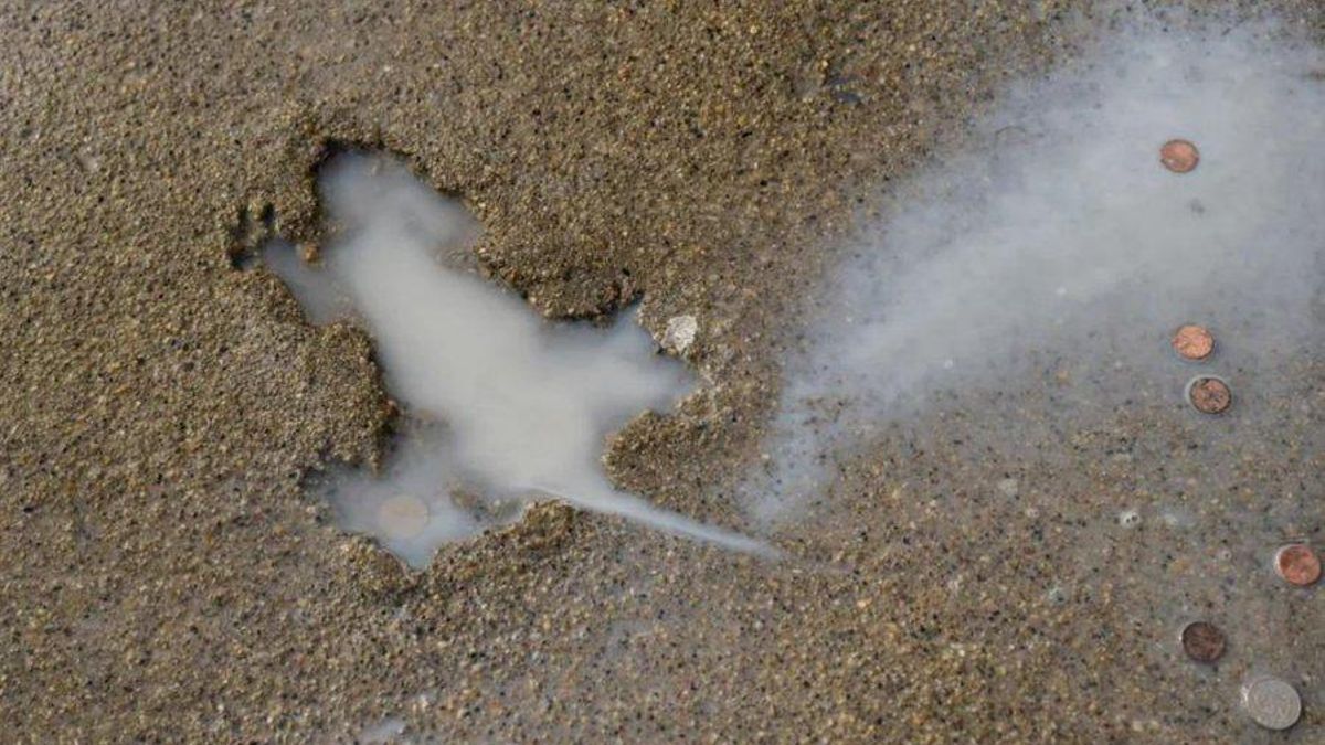 Una marca en el suelo de Chicago se convirtió en una atracción inesperada para vecinos y turistas