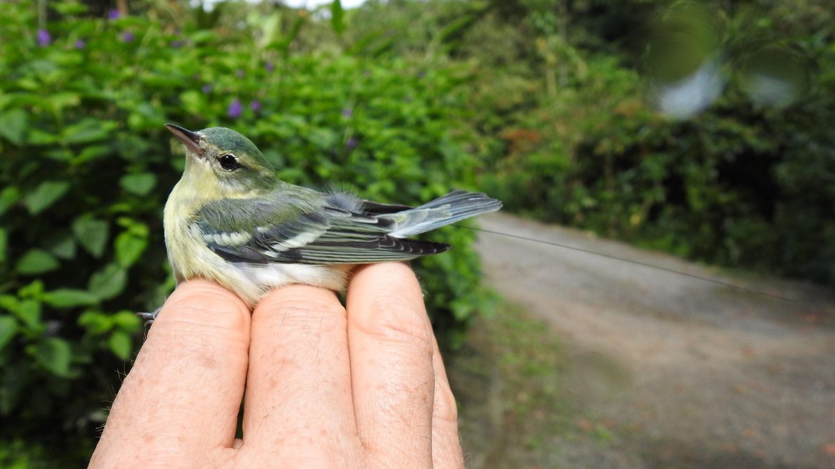Hembra de reinita cerúlea (Setophaga cerulea) con un dispositivo de rastreo. Foto: cortesía Asociación Ambiental Cerúlea