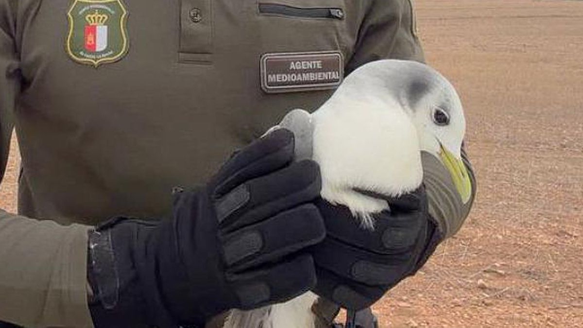 Cómo el tren de borrascas llevó a una gaviota tridáctila atlántica hasta Quintanar de la Orden