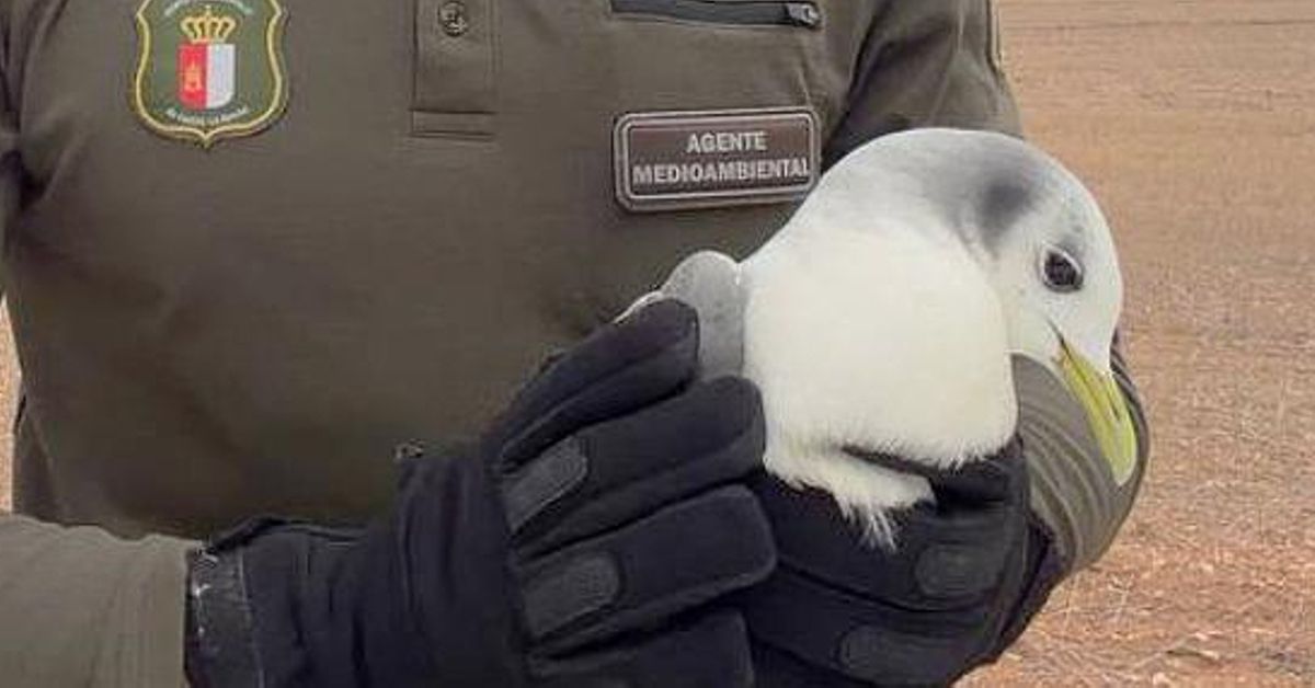 Cómo el tren de borrascas llevó a una gaviota tridáctila atlántica hasta Quintanar de la Orden