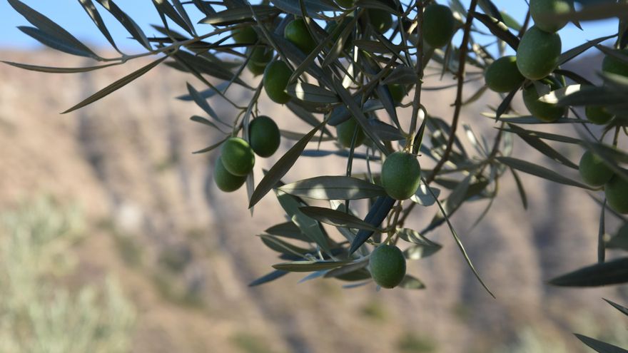 La caída de los precios del aceite provoca una profunda crisis en el sector: "Las expectativas son muy pesimistas"
