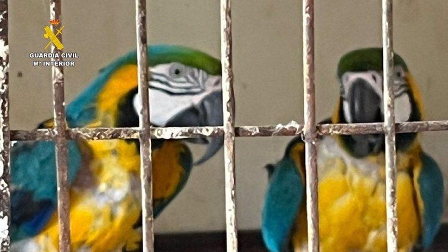 Animales encontrados en el zoológico ilegal