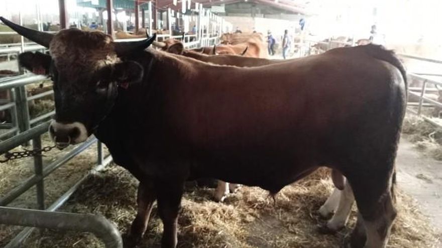 Una imponente res en el recinto ferial de Laciana. // Luis Álvarez
