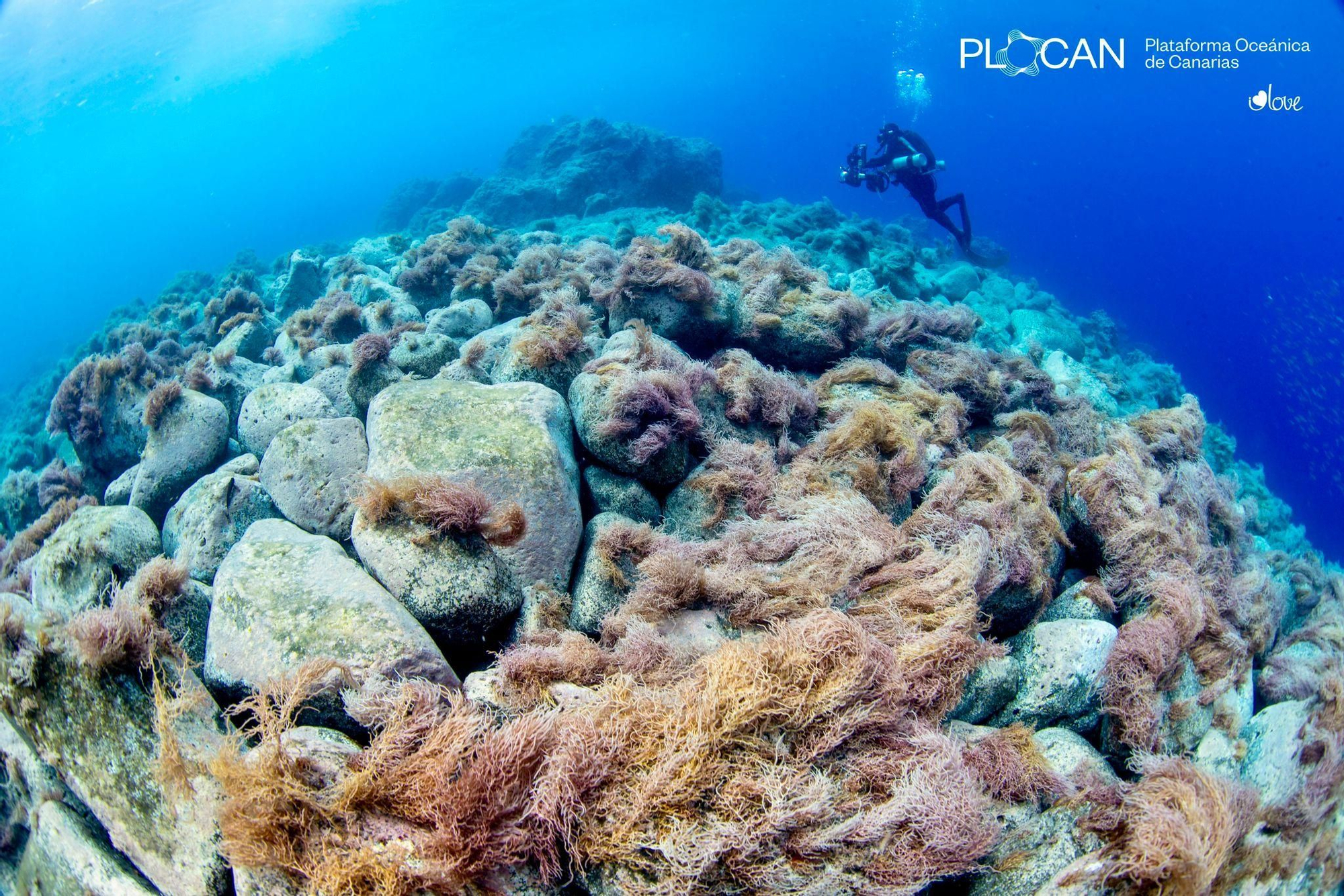 Una de las  inmersiones  en los fondos marianos de las dos nuevas fajanas o deltas lávicos para  estudiar la evolución nuevo ecosistema.