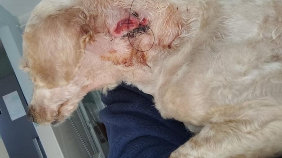 La Guardia Civil de Asturias imputa maltrato animal y banda criminal a cuatro personas por el mal estado de 347 perros