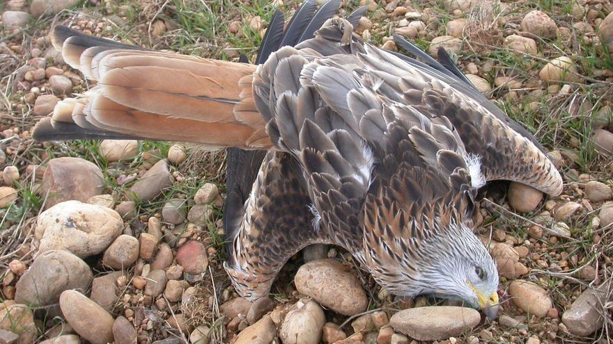 Uno de los 60 ejemplares de fauna que murieron envenenados en un coto de caza dedicado al aprovechamiento de liebres con galgo de Gerindote (Toledo)