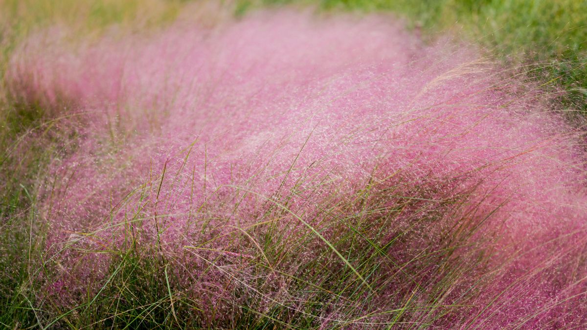 La Muhlenbergia capillaris necesita bastante sol para desarrollarse y florecer correctamente.