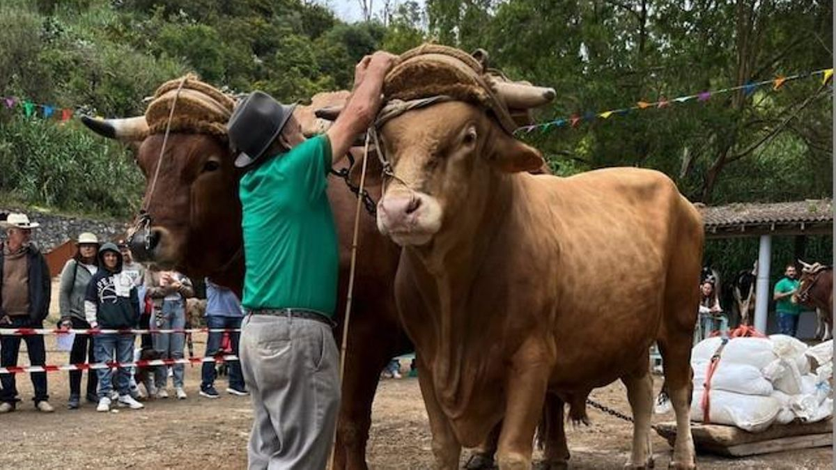 Guía suspende la feria de ganado de las Fiestas de la Virgen por la alerta por calor