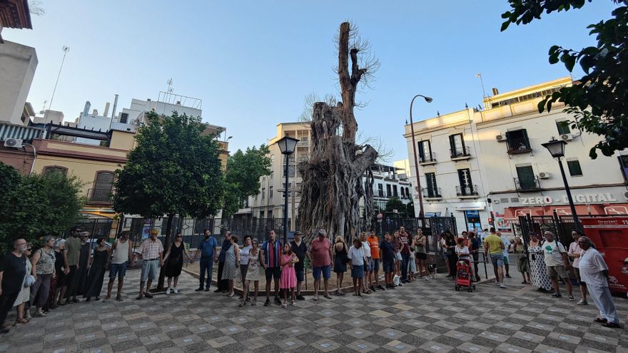 Última oportunidad para el ficus centenario de Triana al aplazarse su tala a primavera: "Tiene aún un 5% de vida"