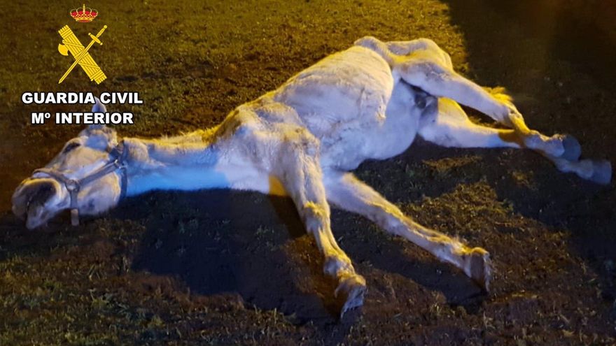 Investigan a un vecino de Las Merindades, en Burgos, por dejar agonizar a un caballo sin agua, alimento y cobijo