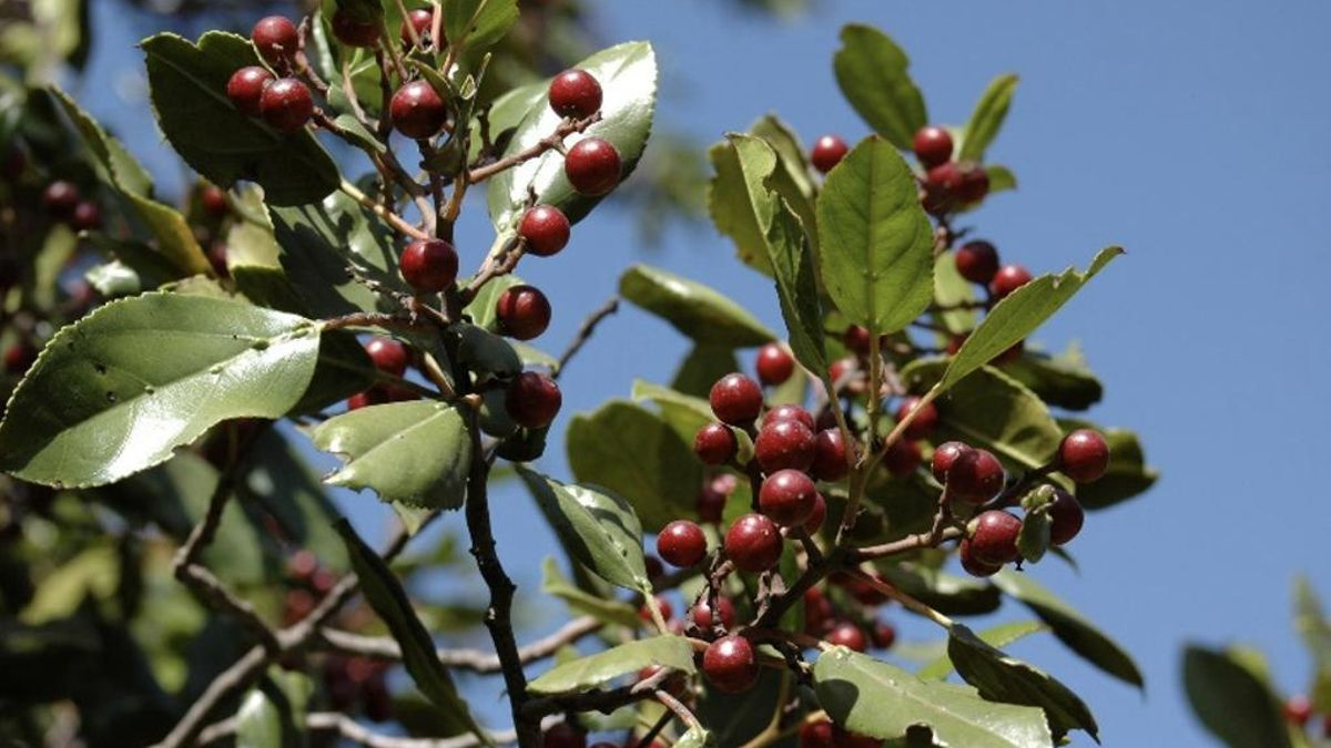 El sanguino o sanguiño (Rhamnus glandulosa / Rhamnaceae)