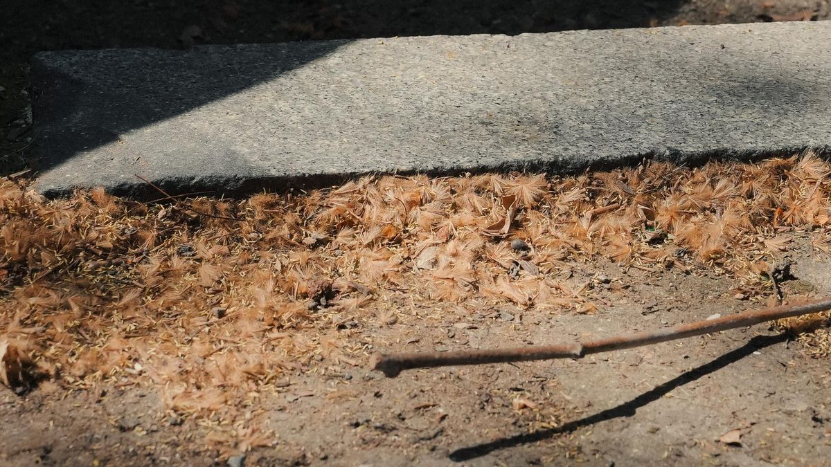 Polen en las calles y coches