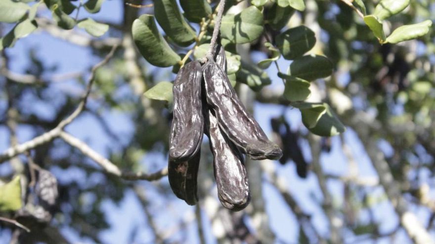La nueva edad de oro de la algarroba, y los depredadores que la amenazan