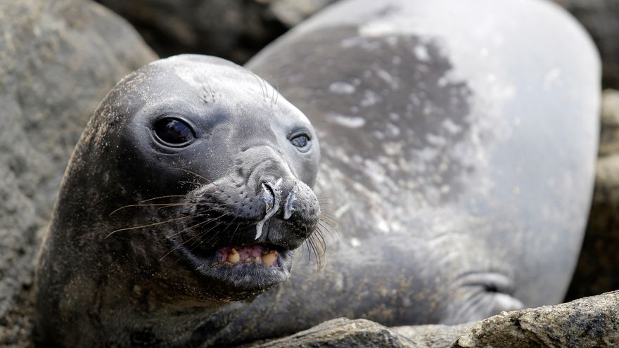 Los elefantes marinos, diezmados por la gripe aviar, logran protección legal en Argentina