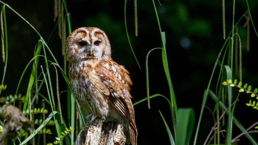 En directo y con cámaras de alta definición: así fue el celebrado nacimiento de tres pollos de cárabo común