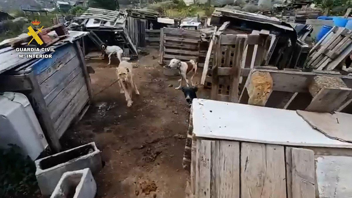 La Guardia Civil investiga a una persona por tener a 29 perros en pésimas condiciones en una finca de La Aldea