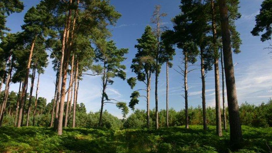 Joyas perdidas en un bosque: el curioso hallazgo que cambia la historia de la ciudad inglesa de Thetford