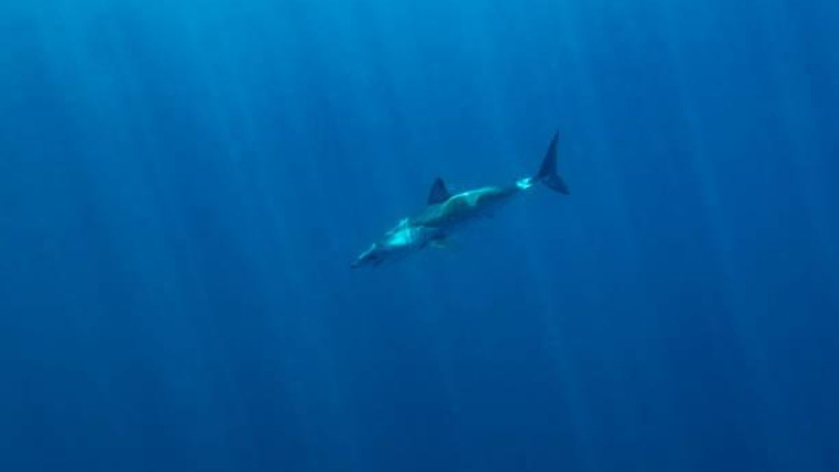 El marrajo, el cailón y el tiburón blanco son altamente migratorios, con poblaciones muy poco frecuentes en Balears