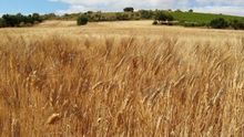Campo de trigo