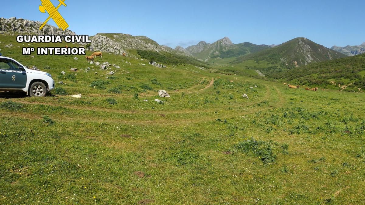 Del pastoreo al pirateo: Dos ganaderos investigados por hurtar pastos privados y descontrol sanitario en los Ancares