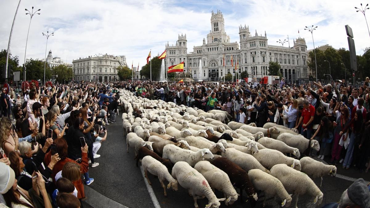 Las juventudes del PP equiparan a miembros del PSOE con ovejas y cabras: "Celebran un comité federal en el centro de Madrid"