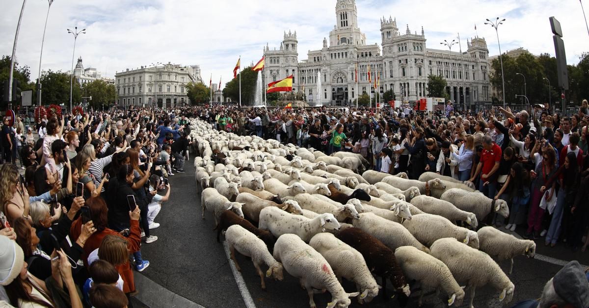 Las juventudes del PP equiparan a miembros del PSOE con ovejas y cabras: “Celebran un comité federal en el centro de Madrid”