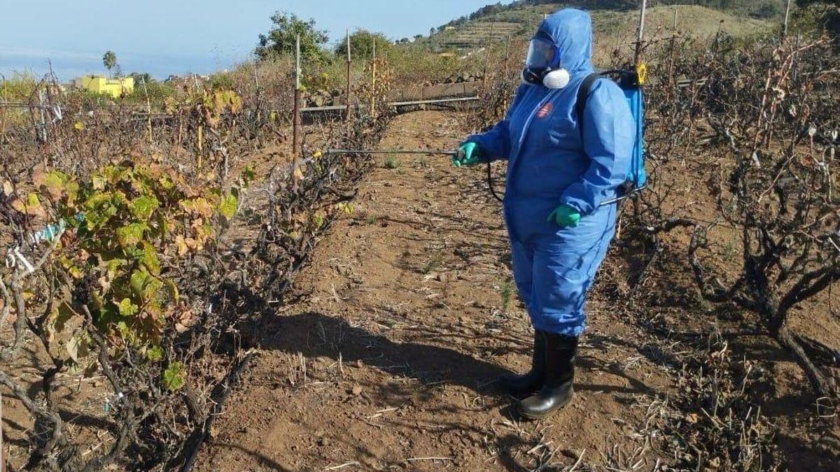 Agricultura da continuidad a los trabajos de control y erradicación de la filoxera con una inversión de 1,1 millones