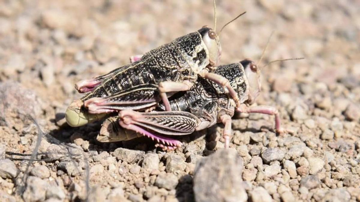 Declararon la emergencia fitosanitaria en la Patagonia por la presencia de un insecto que destruye los cultivos