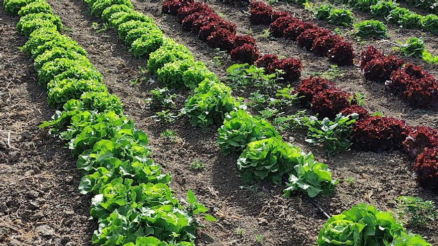 Antonio Lozano destaca la mejora de la productividad en sus cultivos de lechuga.