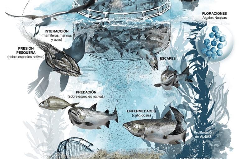 Impactos de la salmonicultura, de acuerdo a una ilustración del Foro Mar Patagonico.