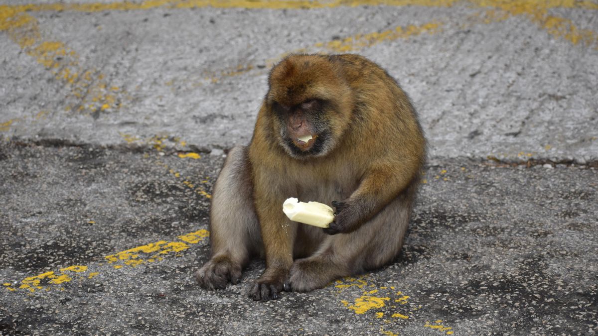 Un macaco de Gibraltar comiendo un helado