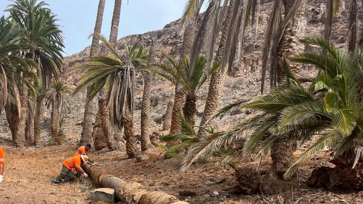 Fuerteventura logra financiación europea para salvar sus palmerales autóctonos