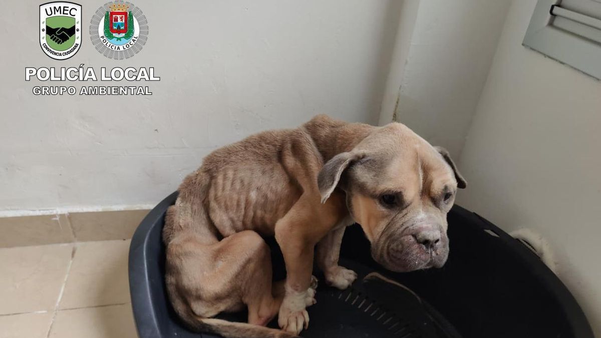 La Policía Local de Las Palmas investiga a dos personas por presuntamente dejar morir a su perro de hambre y sed