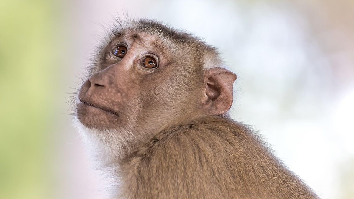 Los macacos pasaban más tiempo mirando los conflictos cuando los implicados pertenecían a su misma comunidad