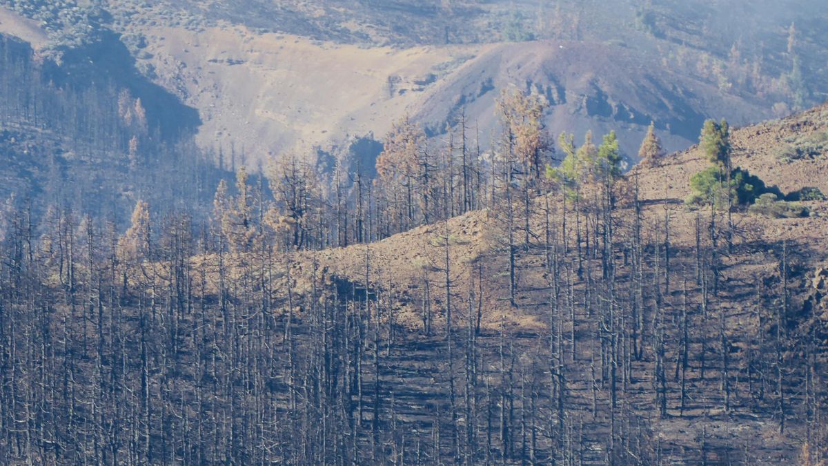 Pinar devorado por el fuego muy cerca de la cumbre de Izaña, en la vertiente norte.