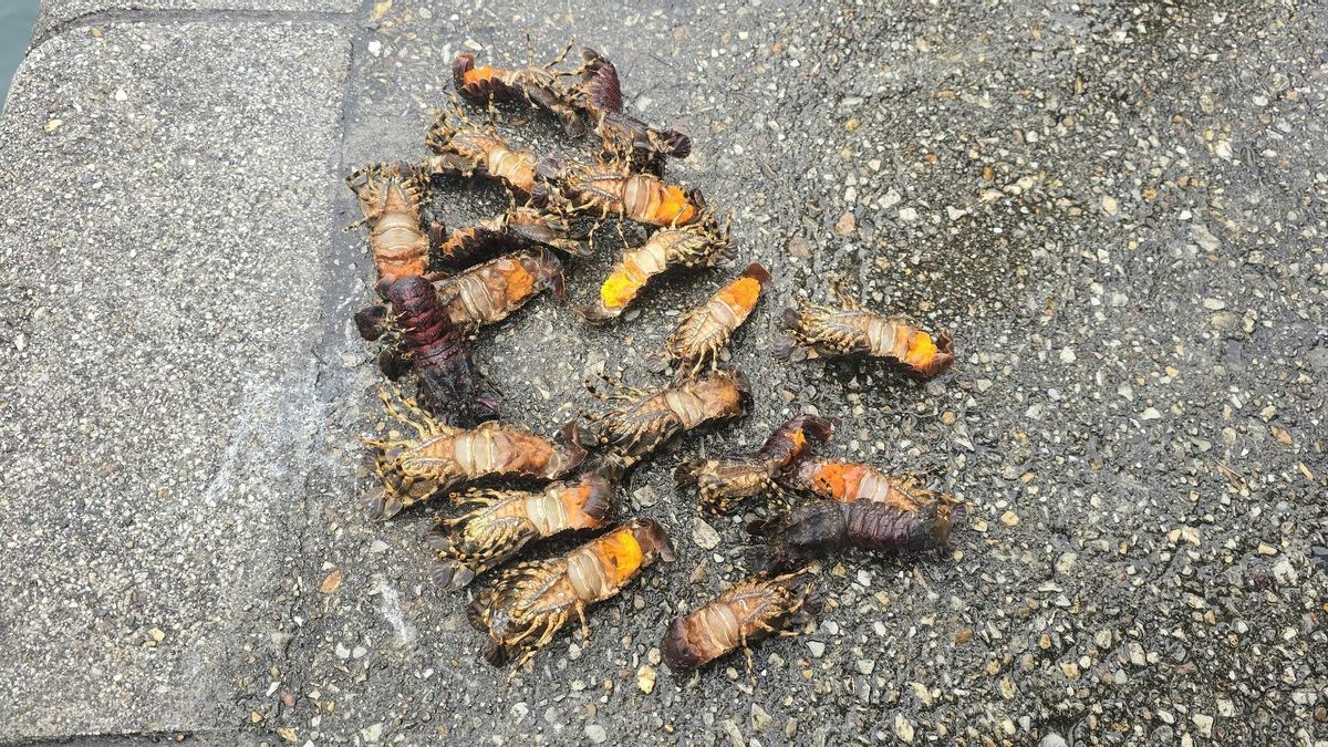 Decomisados 31 kilos de centollo y 20 santiaguinos en plena veda en Asturias